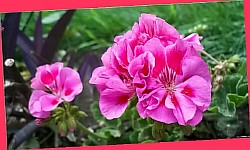 цветок пеларгония фото