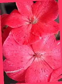 комнатный цветок пеларгония фото