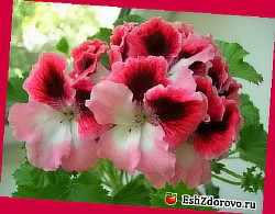 пеларгония appleblossom rosebud фото